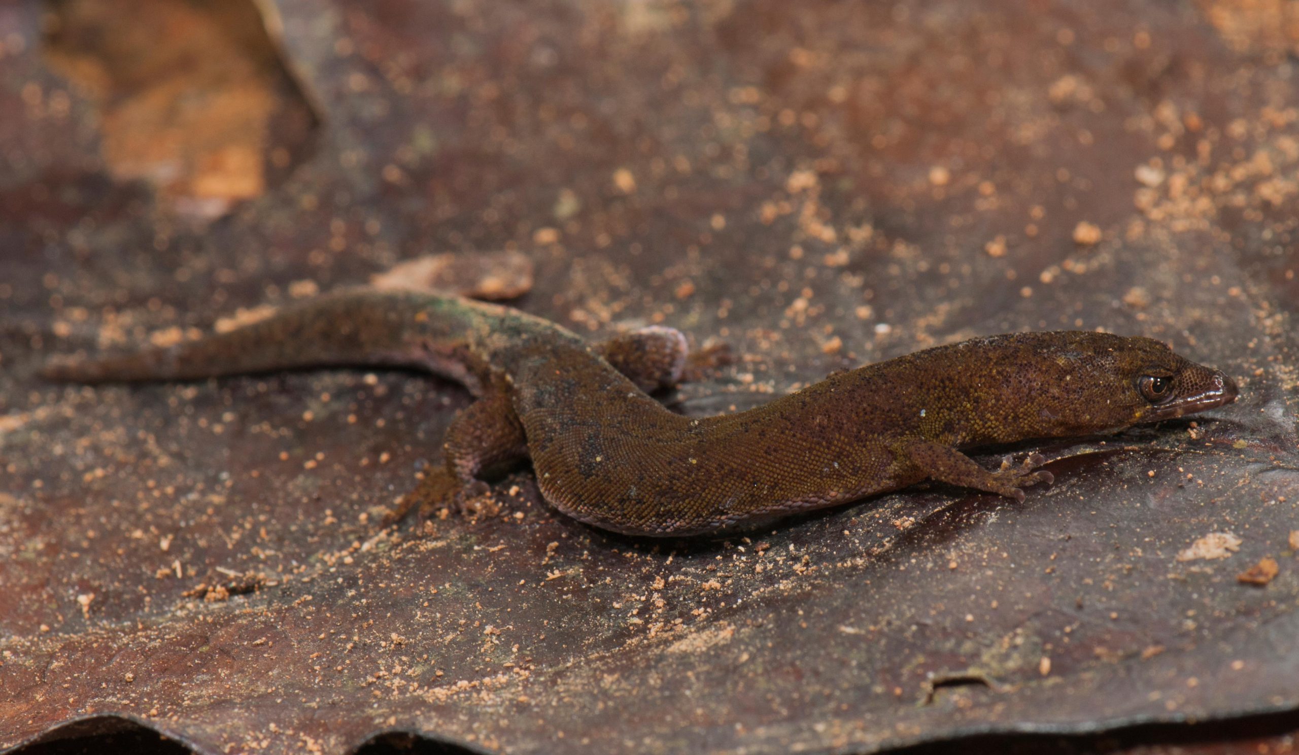 Pseudogonatodes-fuscofortunatus-scaled.jpg