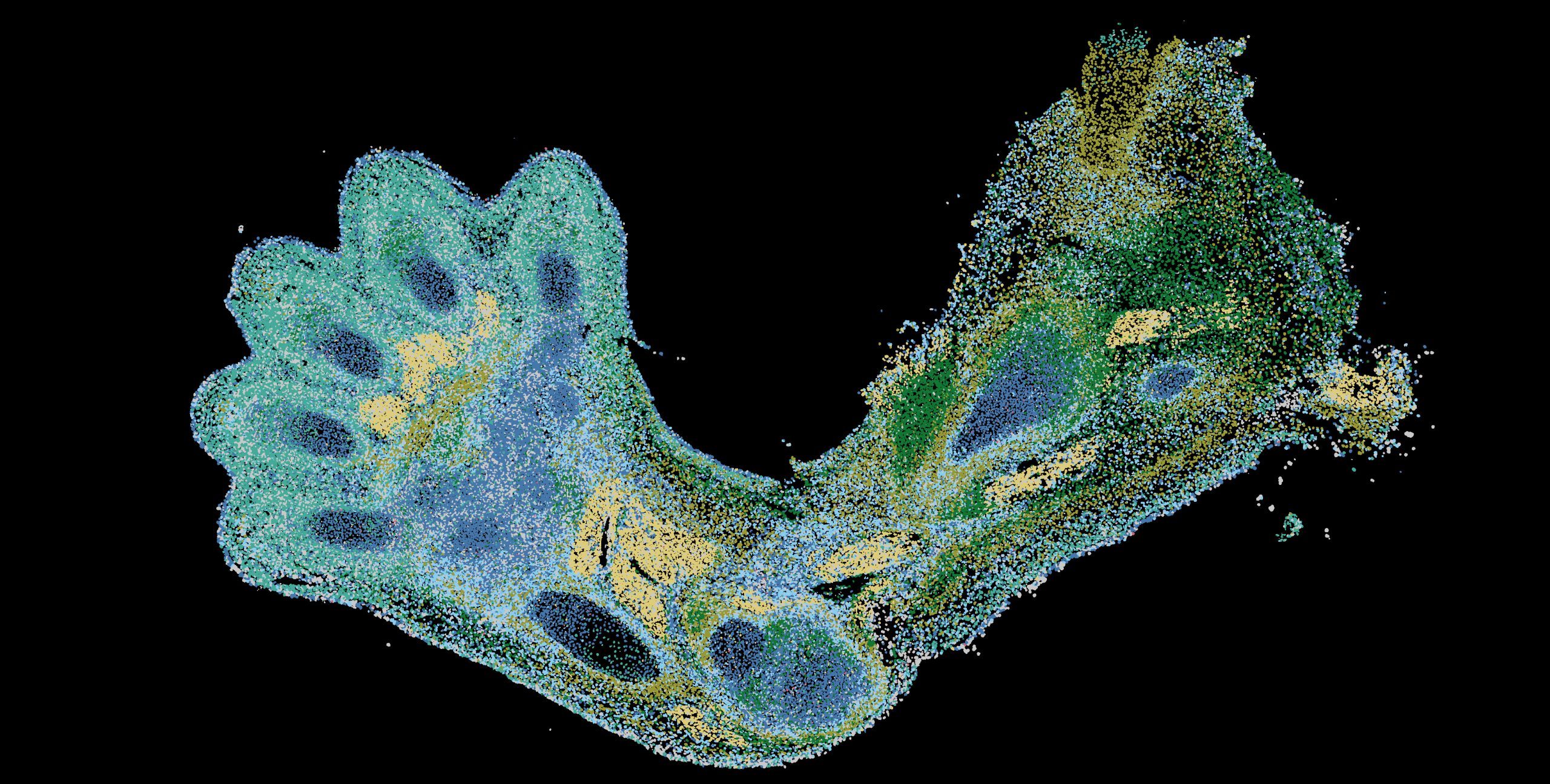 Spatial-Transcriptomics-of-Developing-Upper-Limb-scaled.jpg