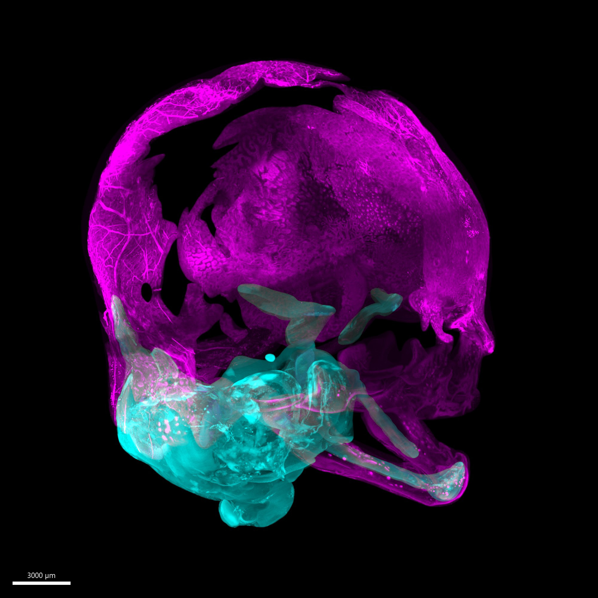 3D-View-of-Rendered-Images-Showing-a-Developing-Skull.jpg