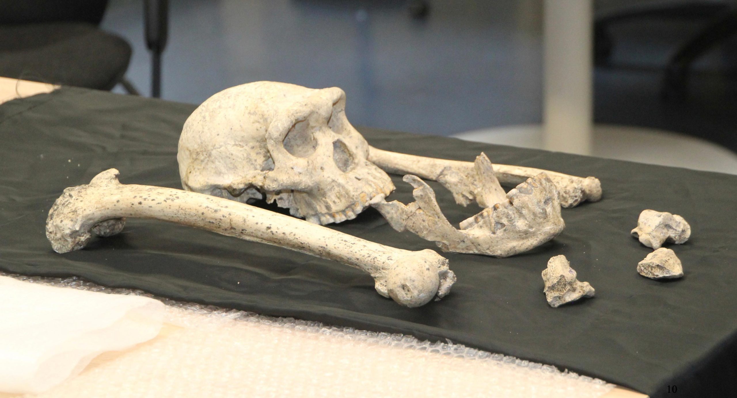 Fossil-of-Near-Adult-Homo-From-Dmanisi-Site-scaled.jpg