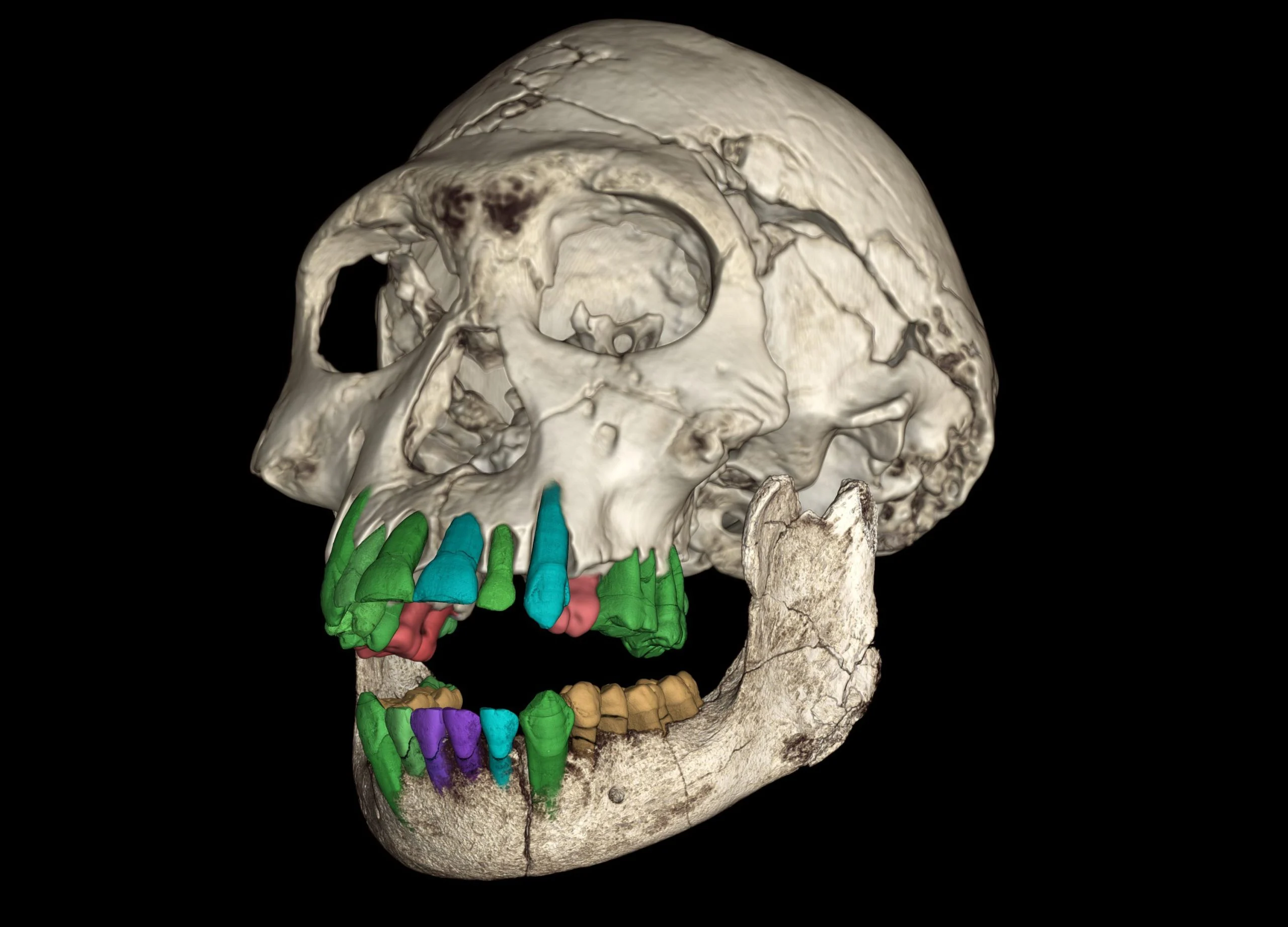 3D-Reconstruction-of-Sub-Adult-Early-Homo-Fossil-Skull-scaled.jpg