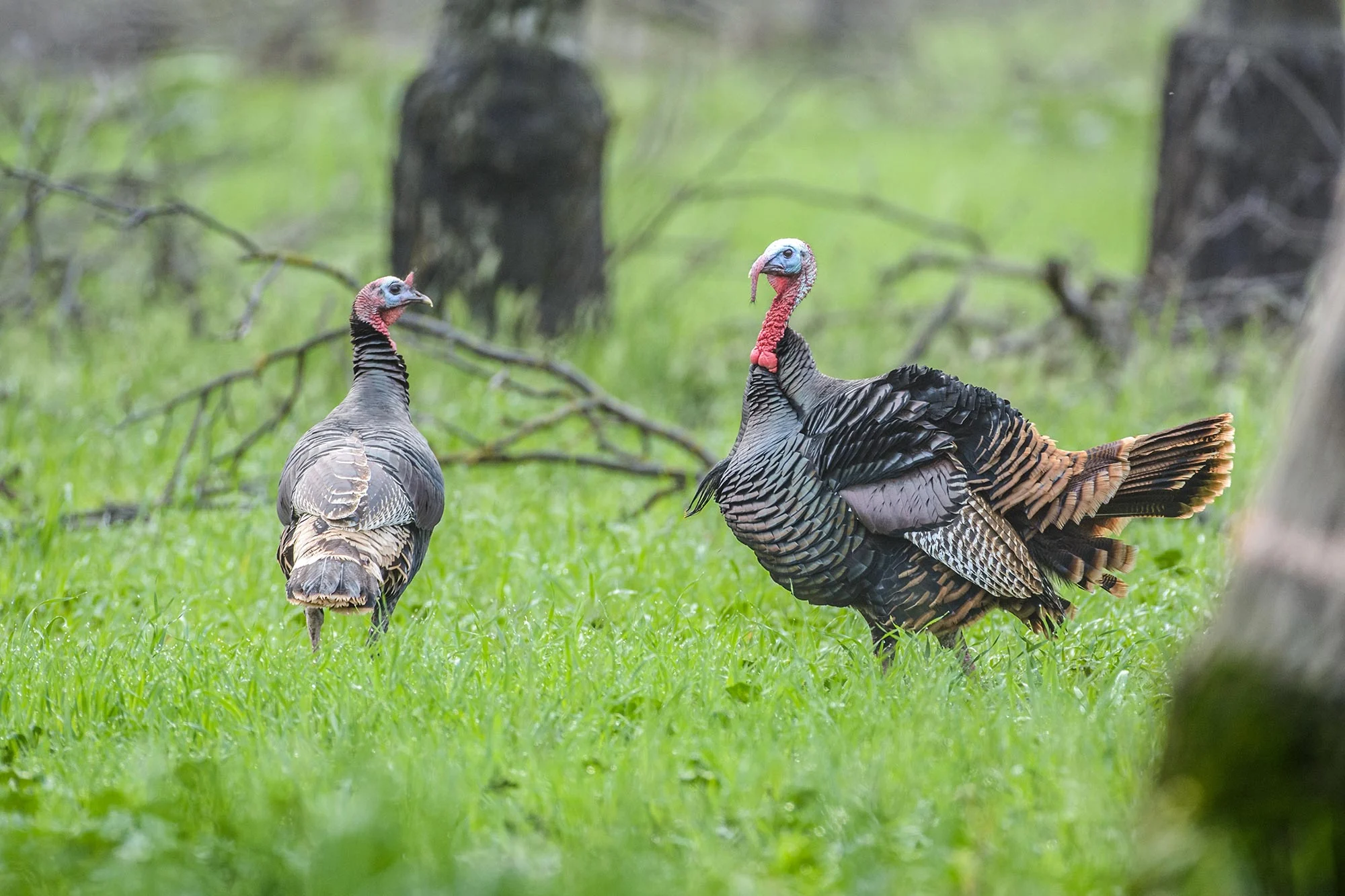 Wild-Turkeys.jpg