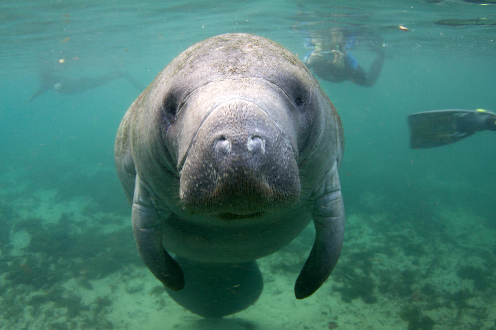 Florida-Manatees-Close.jpg