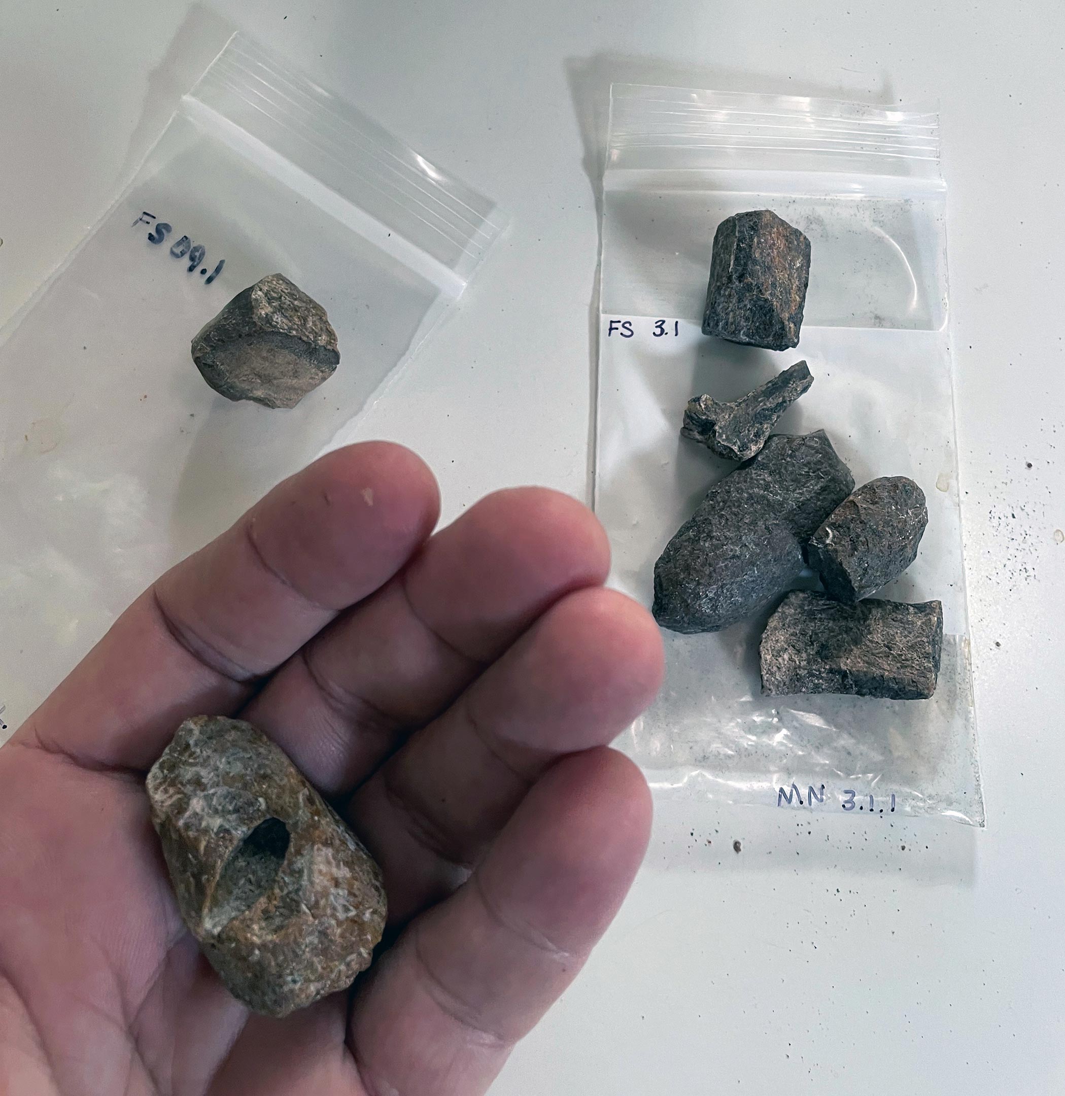 Fossilized-Sirenian-Bones.jpg
