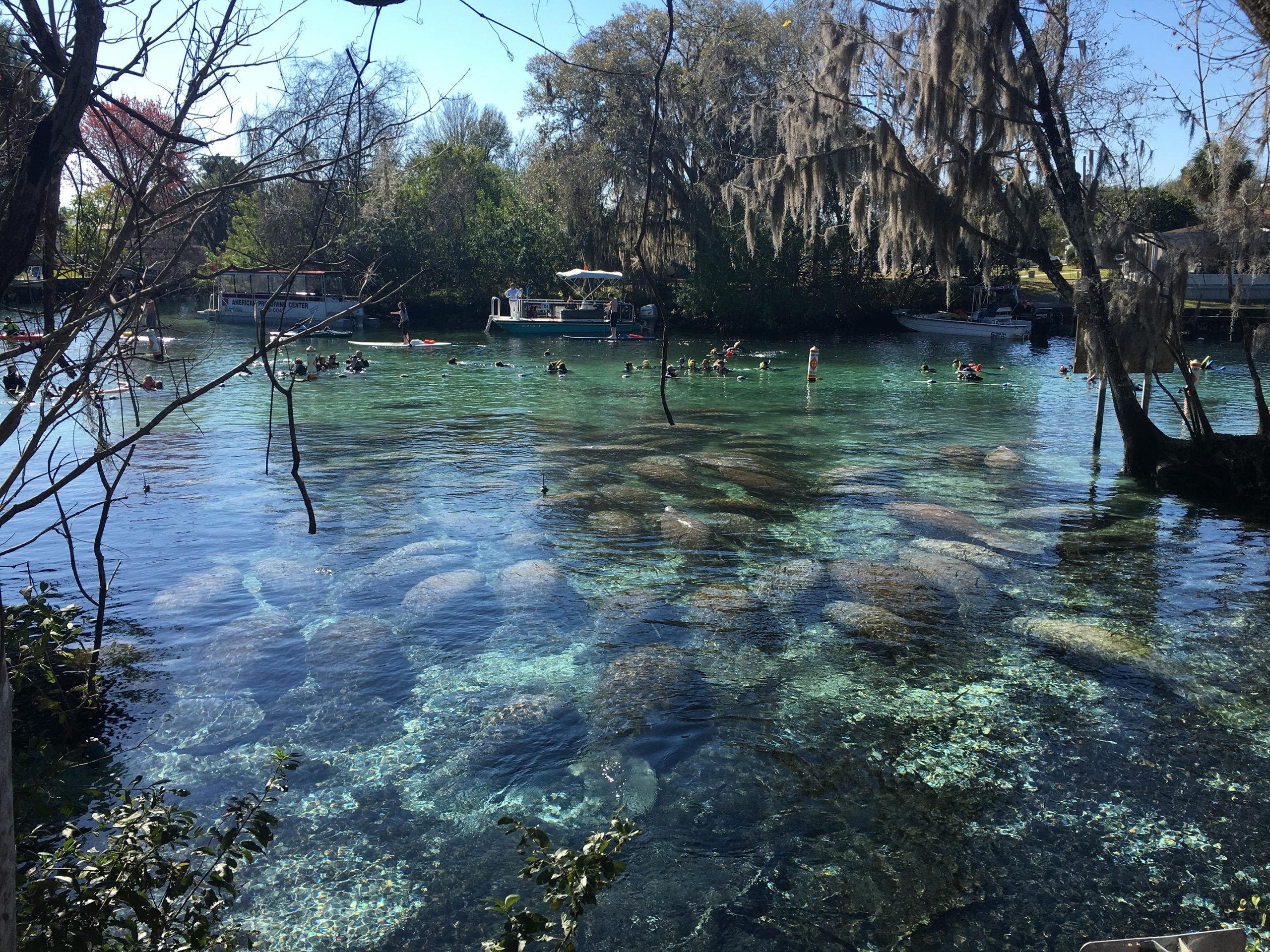 Manatees-Tourists-Crowd-Three-Sisters-Spring-scaled.jpg