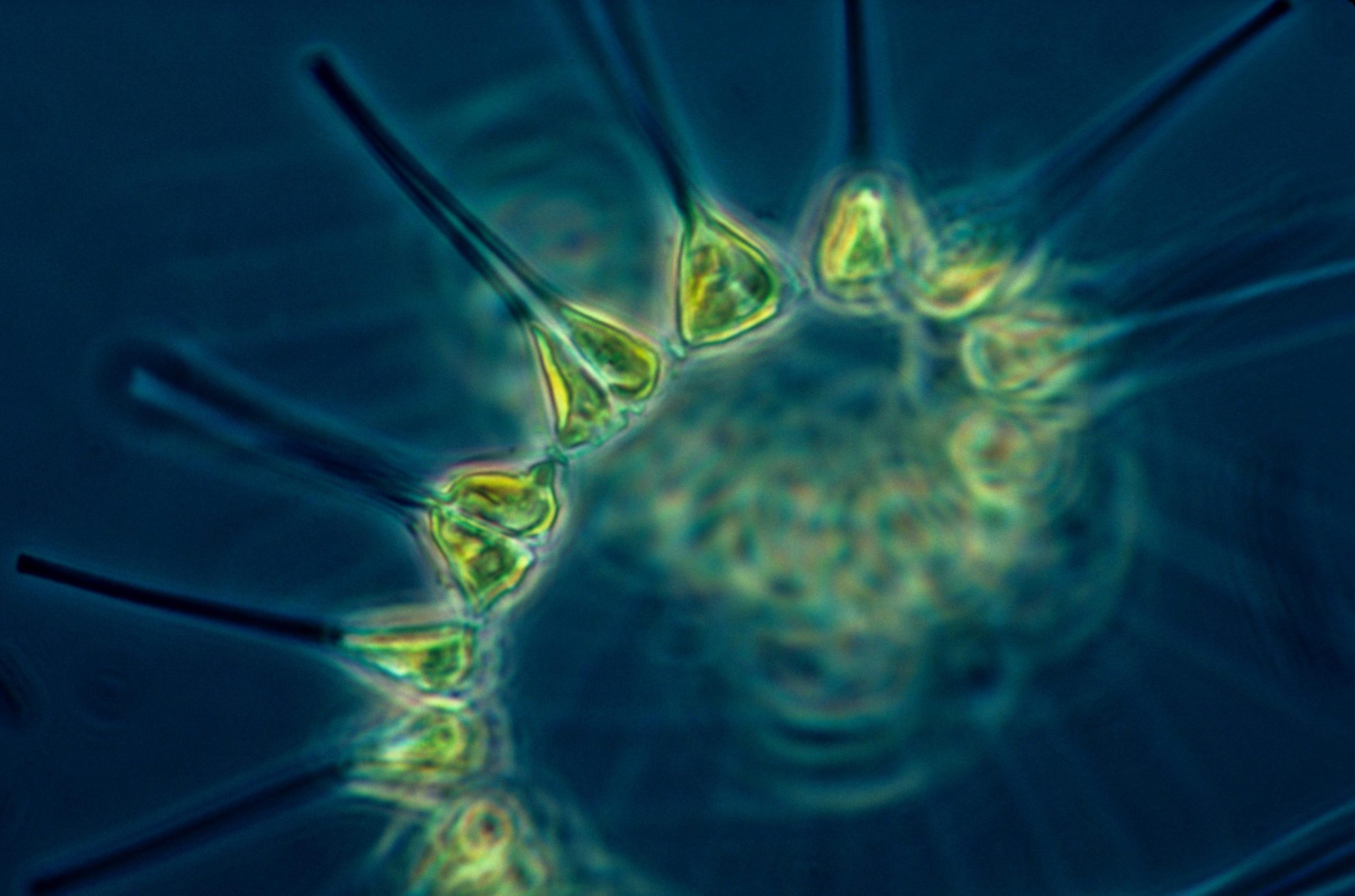 Phytoplankton-scaled.jpg