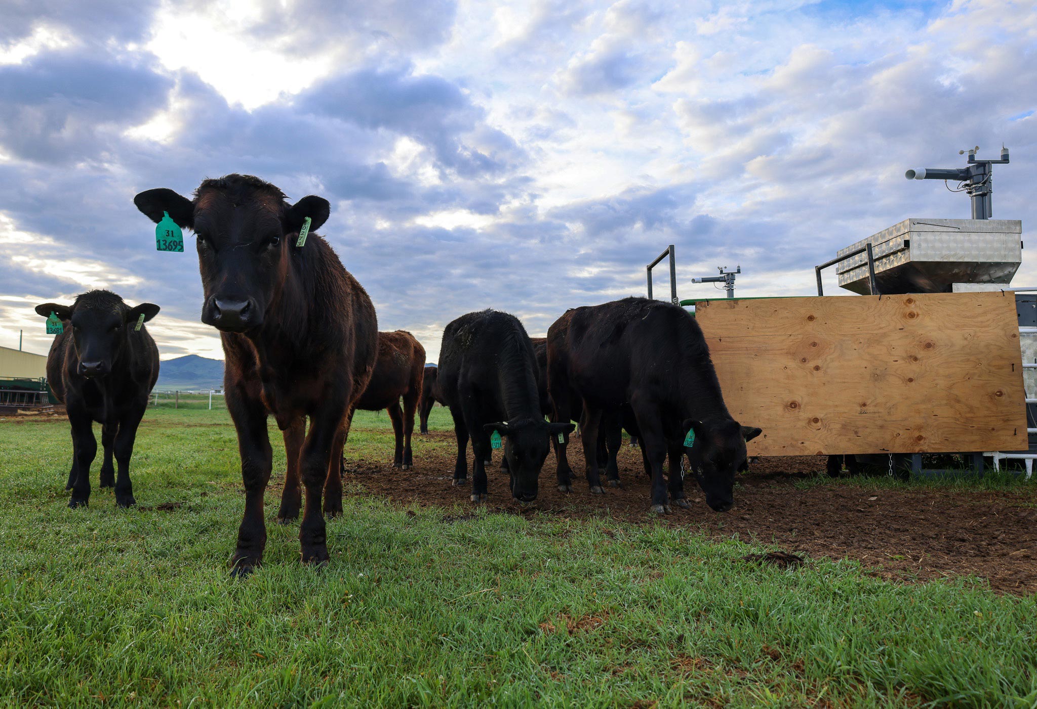 Grazing-Cattle-Dillon-Montana.jpg