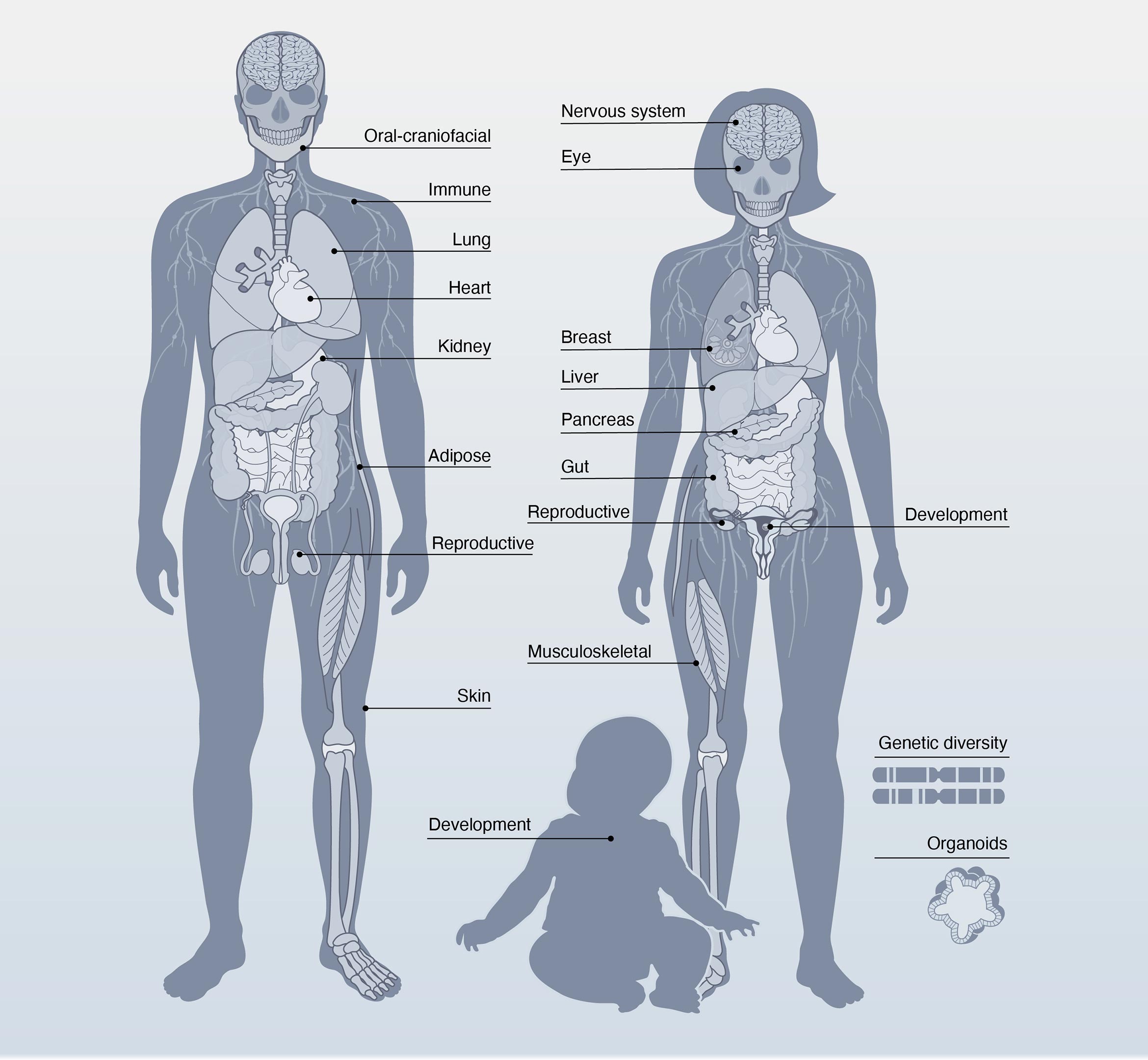 Human-Cell-Atlas-Areas-of-Research.jpg