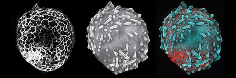 Skin-Organoid-Showing-Hair-Follicles-With-Endothelial-Cells.jpg