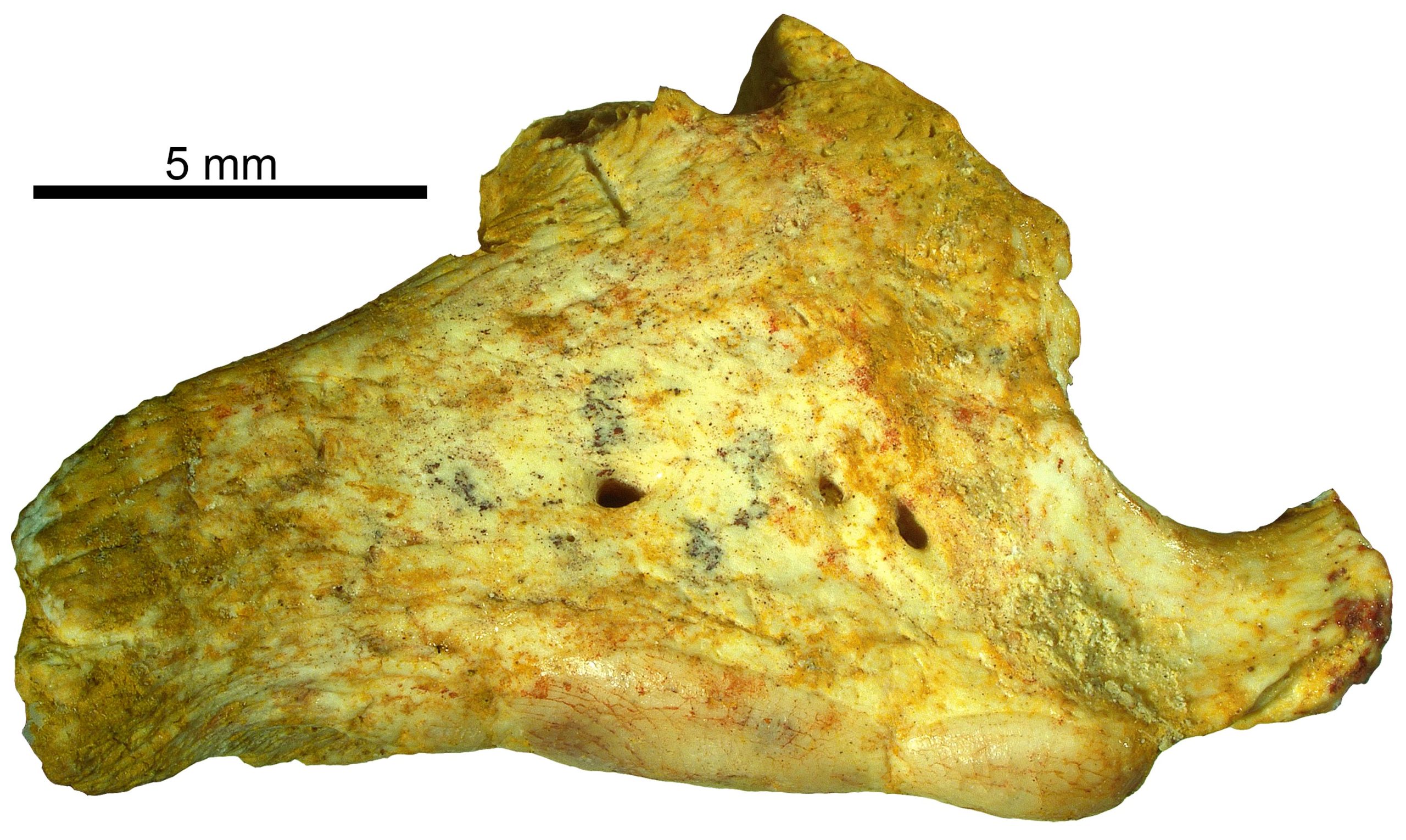 Fossilized-Eemains-of-Terastiodontosaurus-marcelosanchezi-scaled.jpg