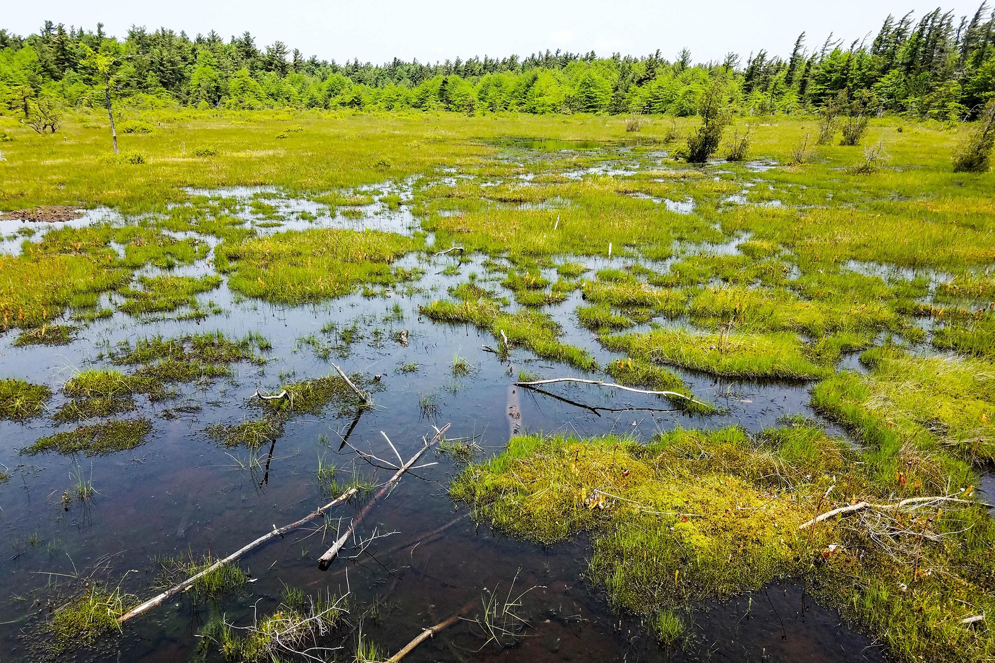 Pennsylvania-Peat-Bog.jpg