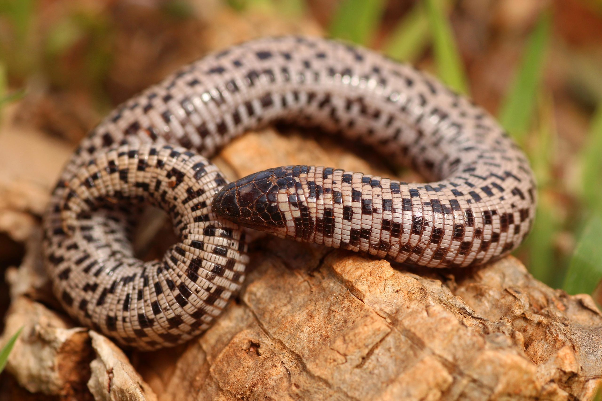 Worm-Lizard-Trogonophis-wiegmanni-scaled.jpg