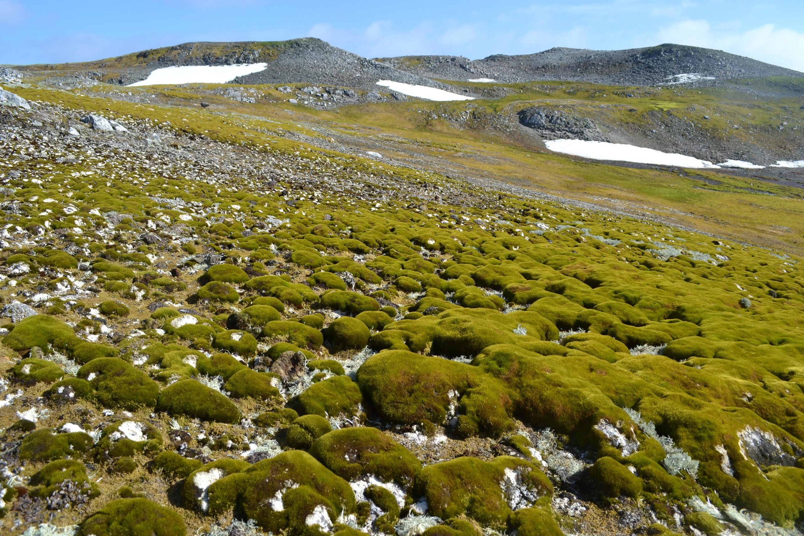 Green-Carpets-Ardley-Island-scaled.jpg