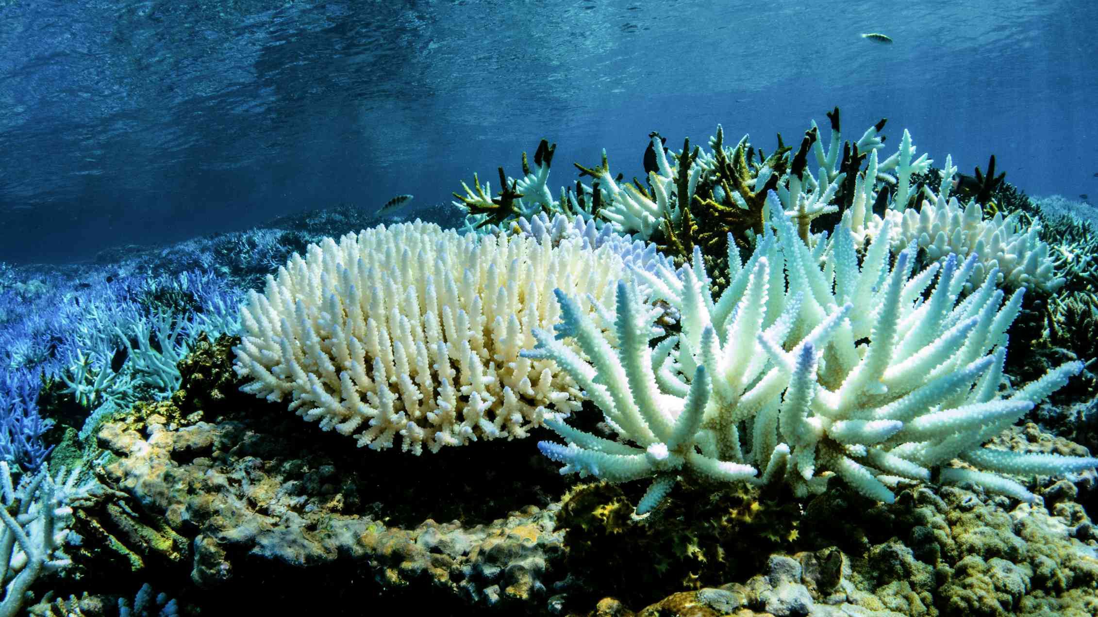Bleached-Coral-Reef.jpg