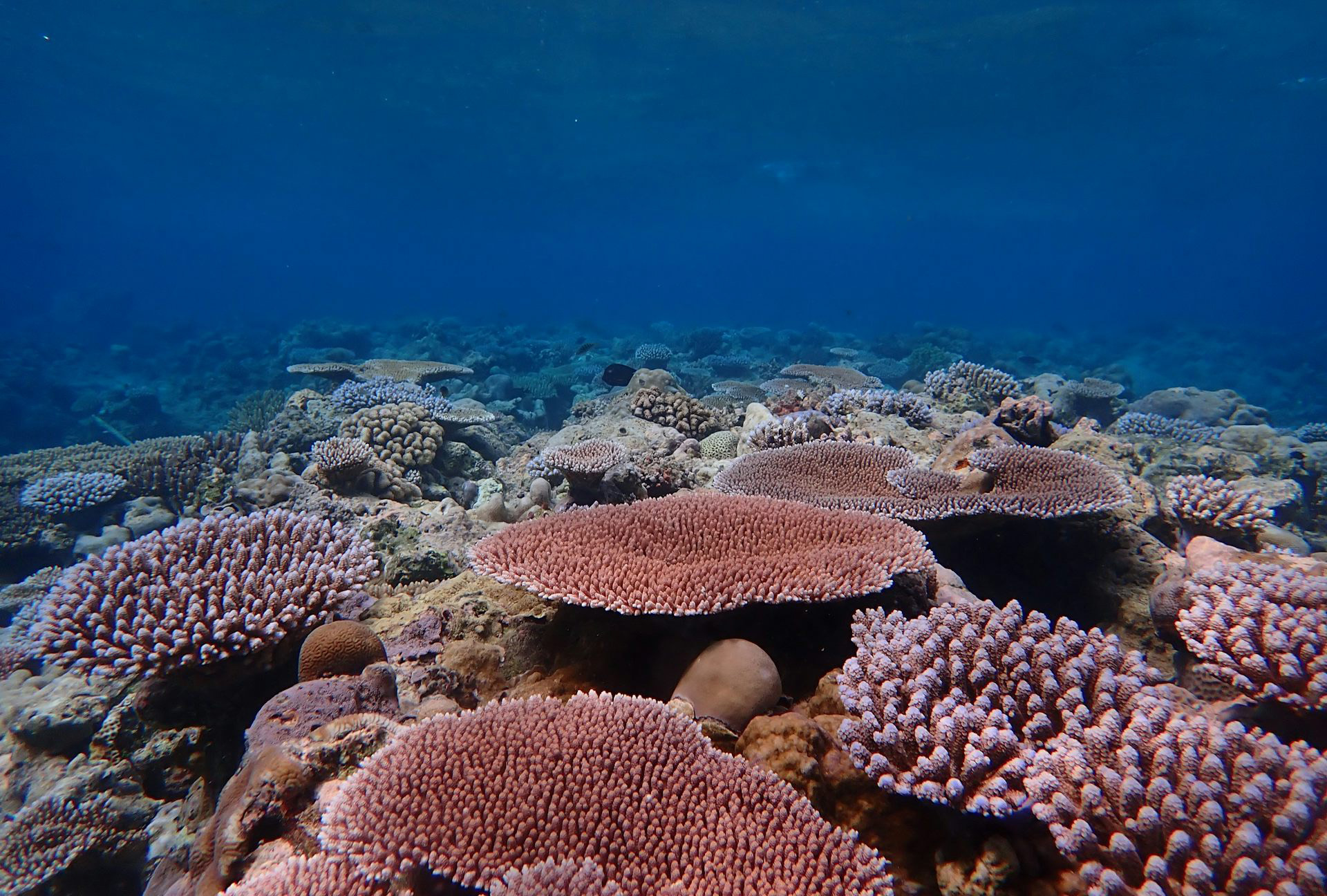 A-Healthy-Acropora-Coral-Reef-in-Palau-Western-Pacific-Ocean.jpg