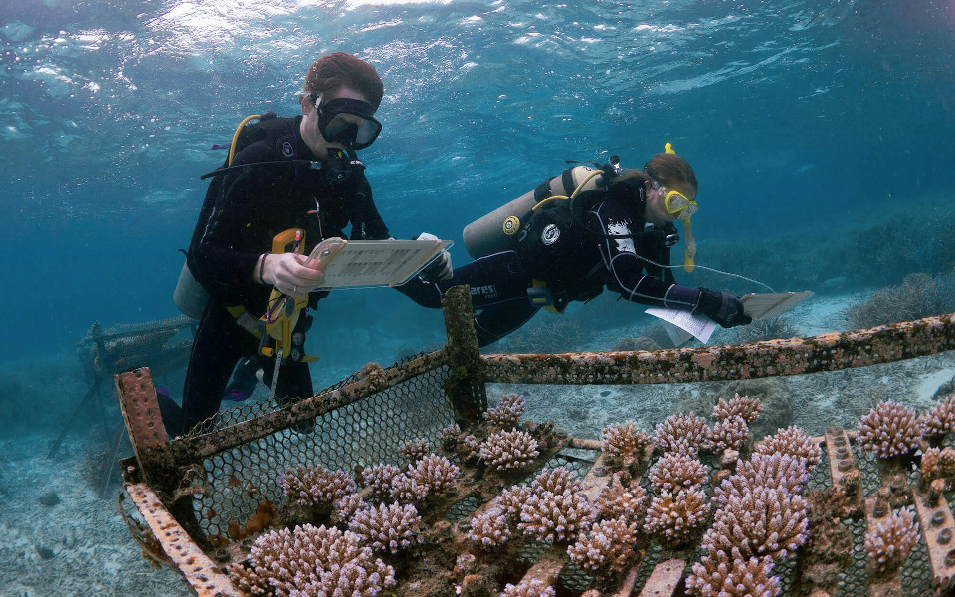 Scientists-Monitoring-Coral-Heat-Tolerance.jpg
