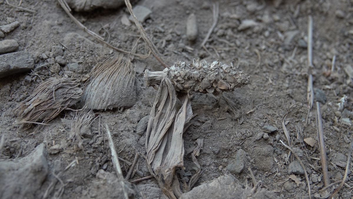 Archeological-Specimens-of-Semi-Domesticated-Maize.jpg