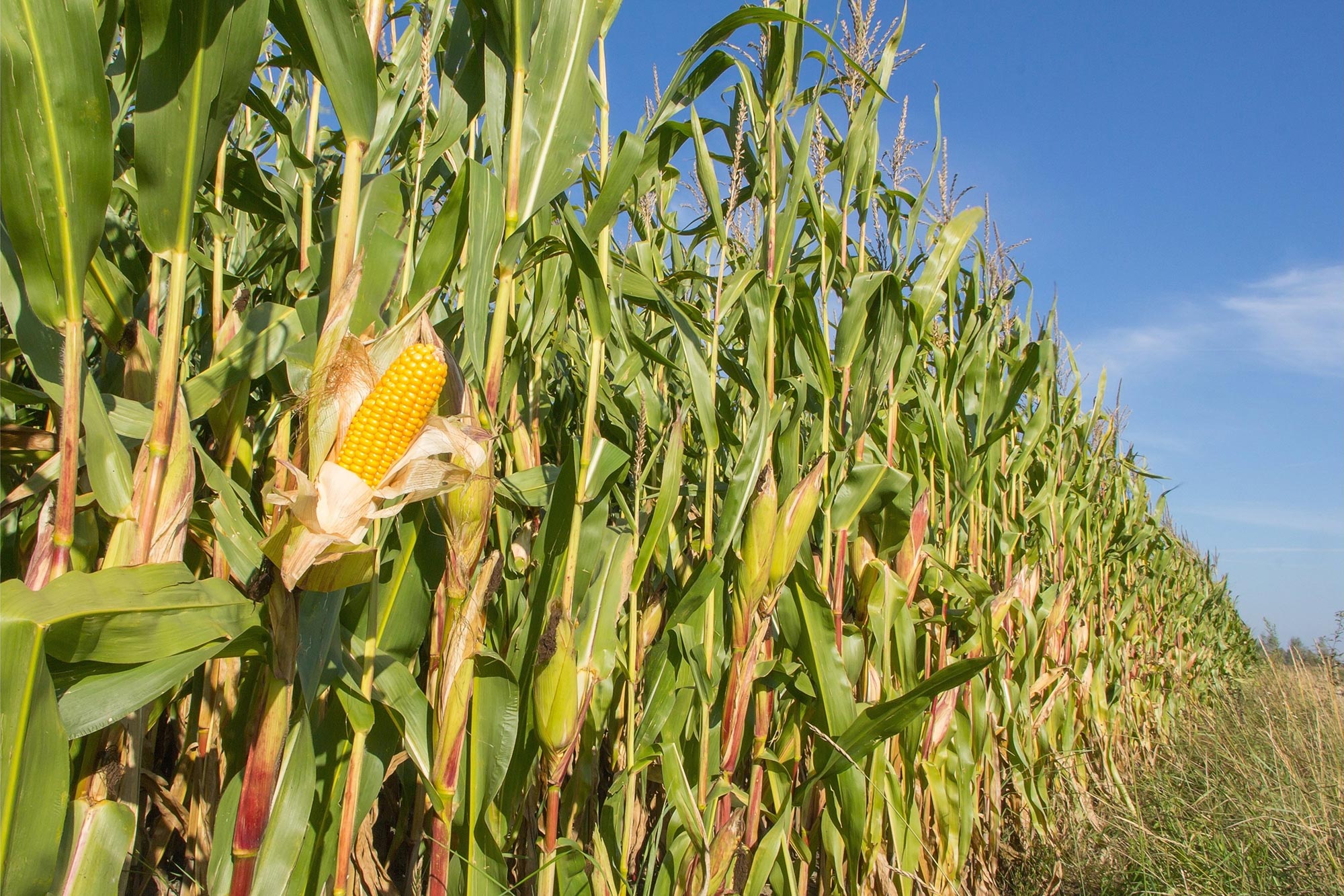 Corn-Field.jpg