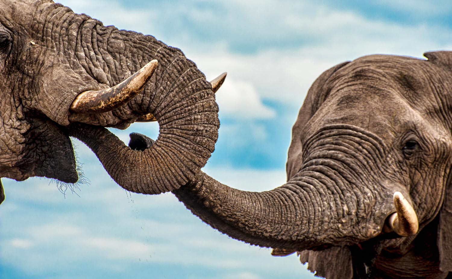 Elephants-Bonding.jpg