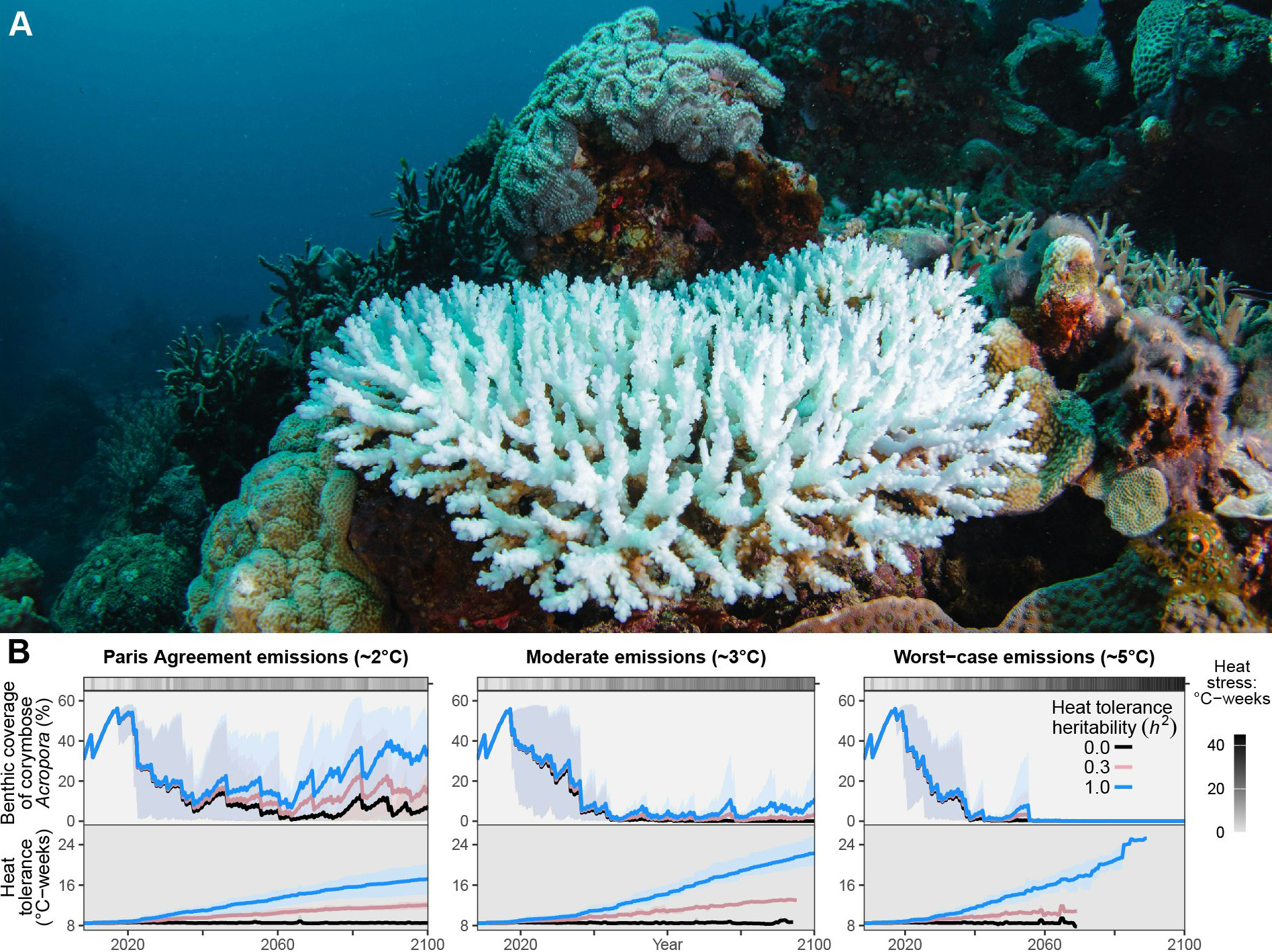 Severely-Bleached-Acropora-Colony-in-2020.jpg