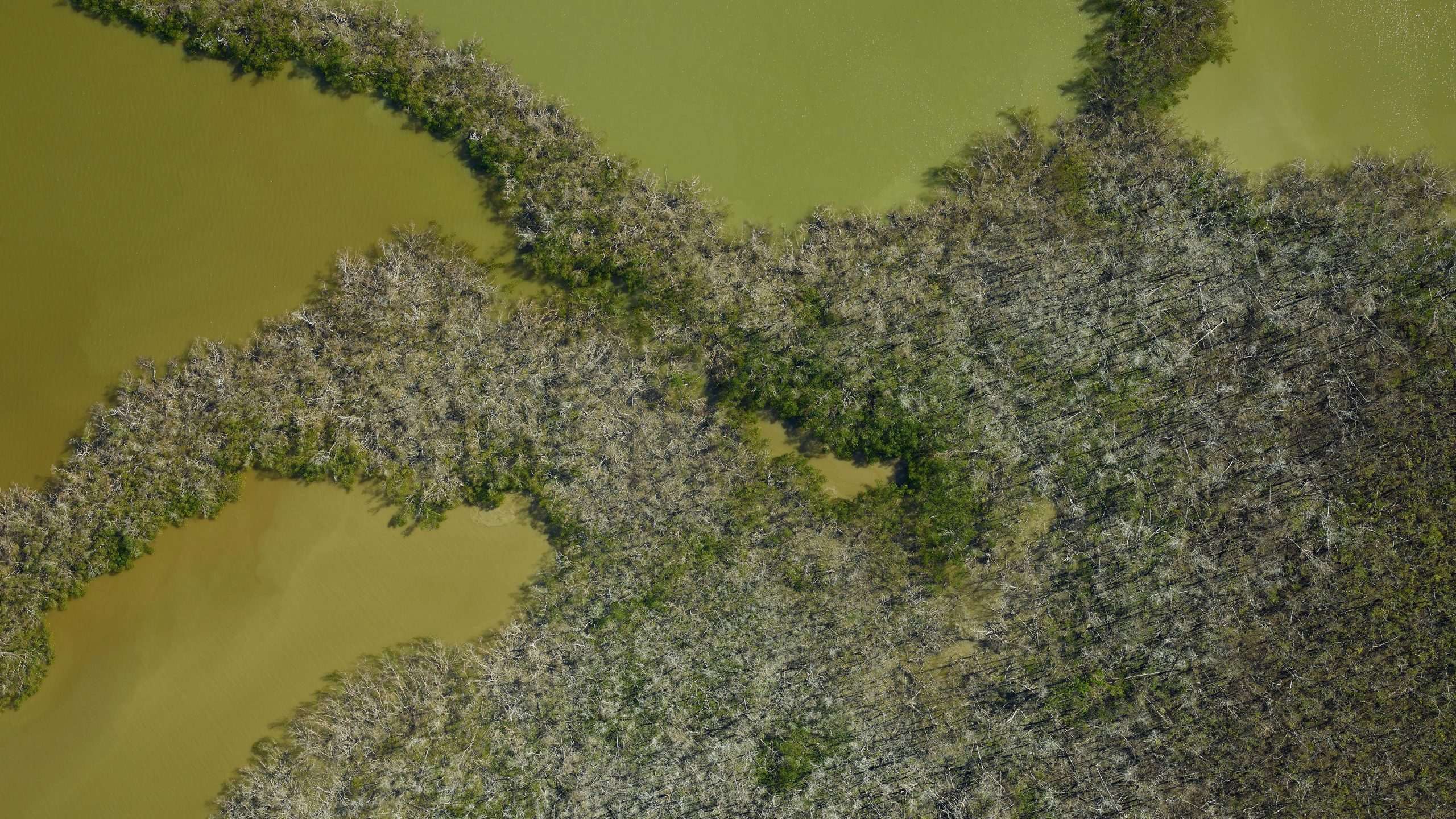 Mangroves-in-Southern-Florida-Damaged-by-Hurricane-Irma-scaled.jpg