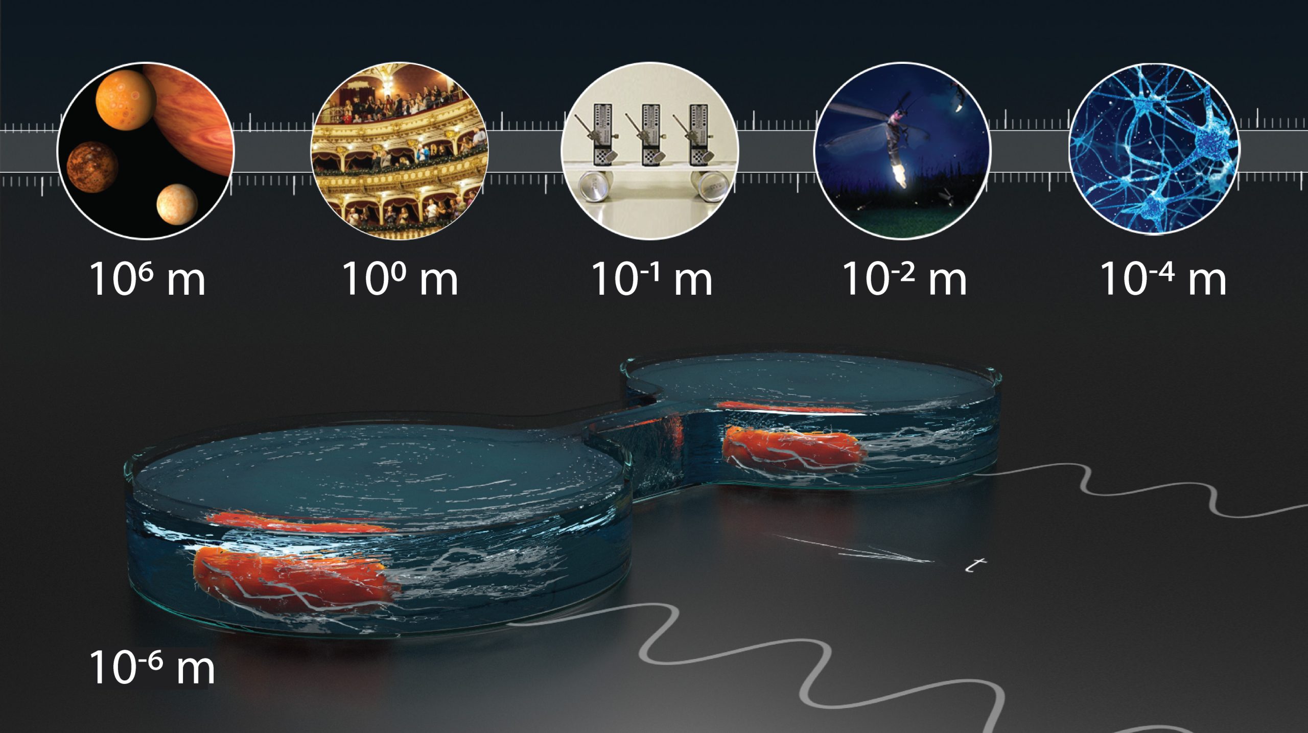 Synchronisation-Bacteria-scaled.jpg