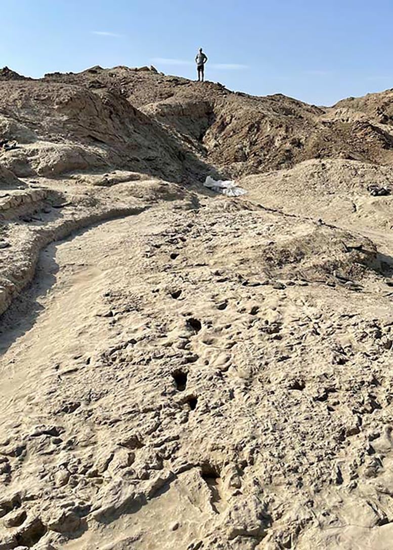 Trackway-of-Paranthropus-boisei-Footprints.jpg