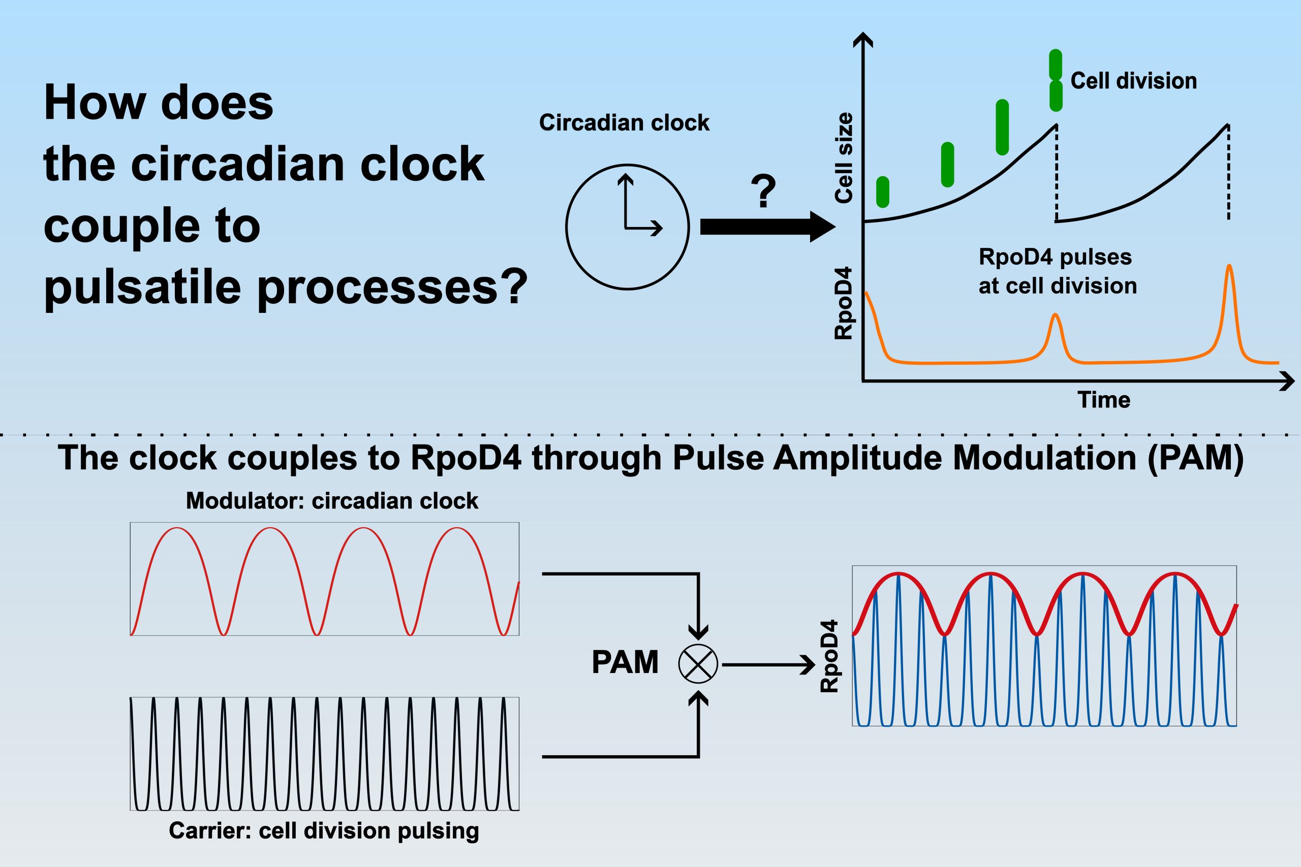 How-the-Cyanobacterial-Circadian-Clock-Couples-to-Pulsatile-Processes-scaled.jpg