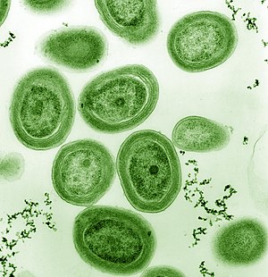 Prochlorococcus_marinus.jpg