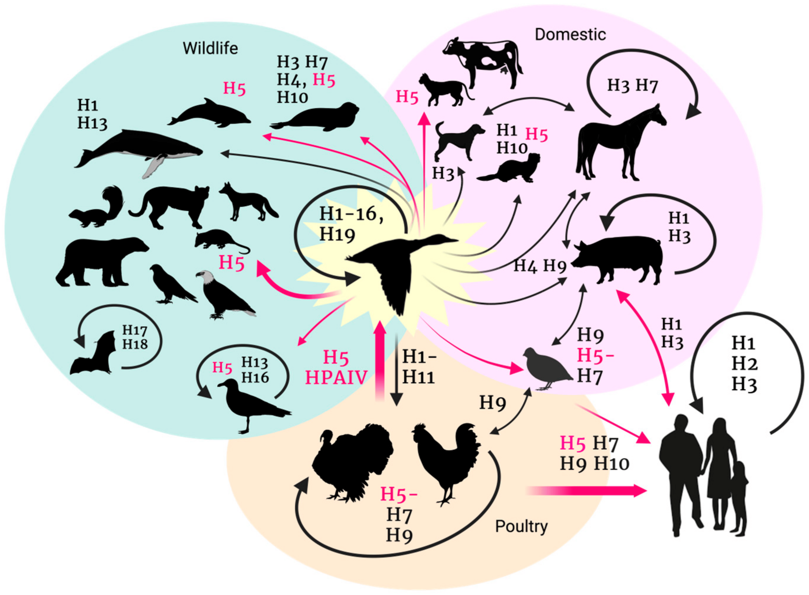 animals-14-01372-g001.png