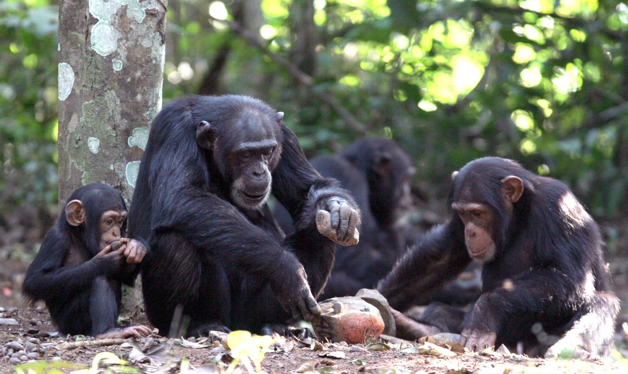 Chimpanzee-Teaching-the-Use-of-Stone-Hammer-and-Stone-Anvil.jpg