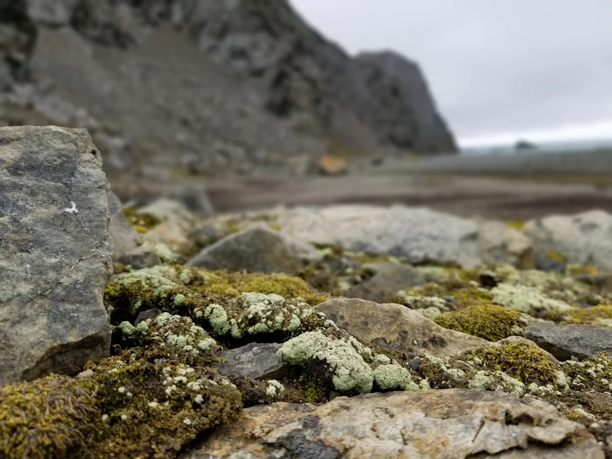 Lepraria-Lichens-in-Antarctica.jpg