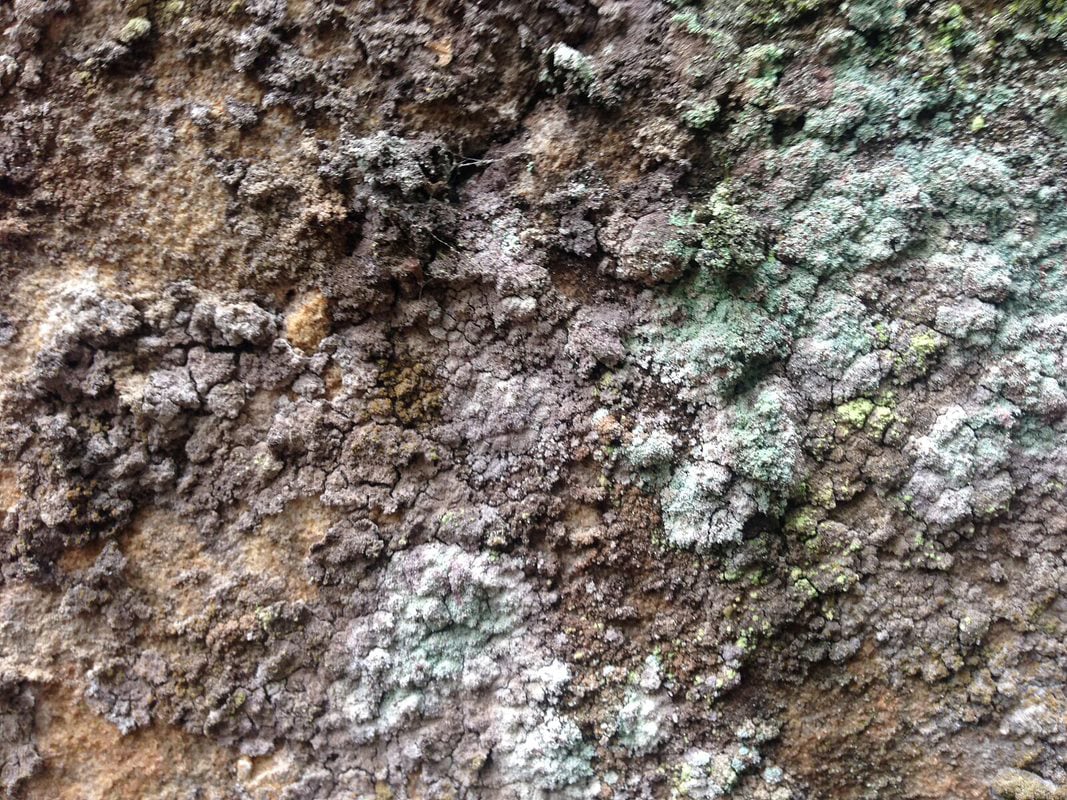 Lepraria-Lichens.jpg
