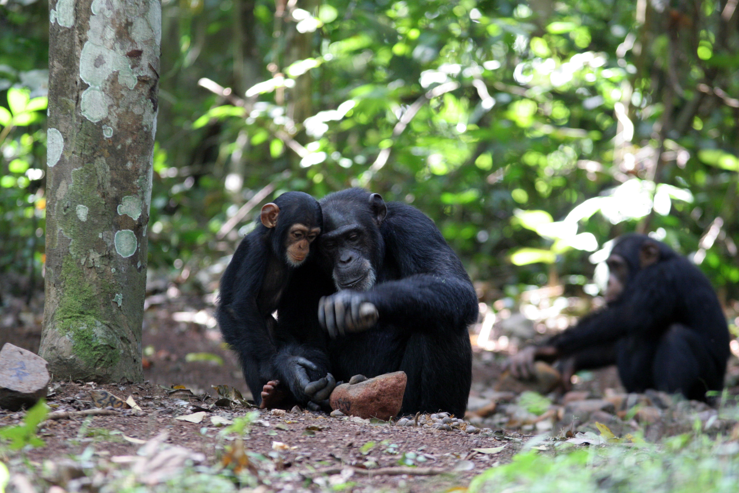 Education-by-Apprenticeship-in-Chimpanzees.jpg