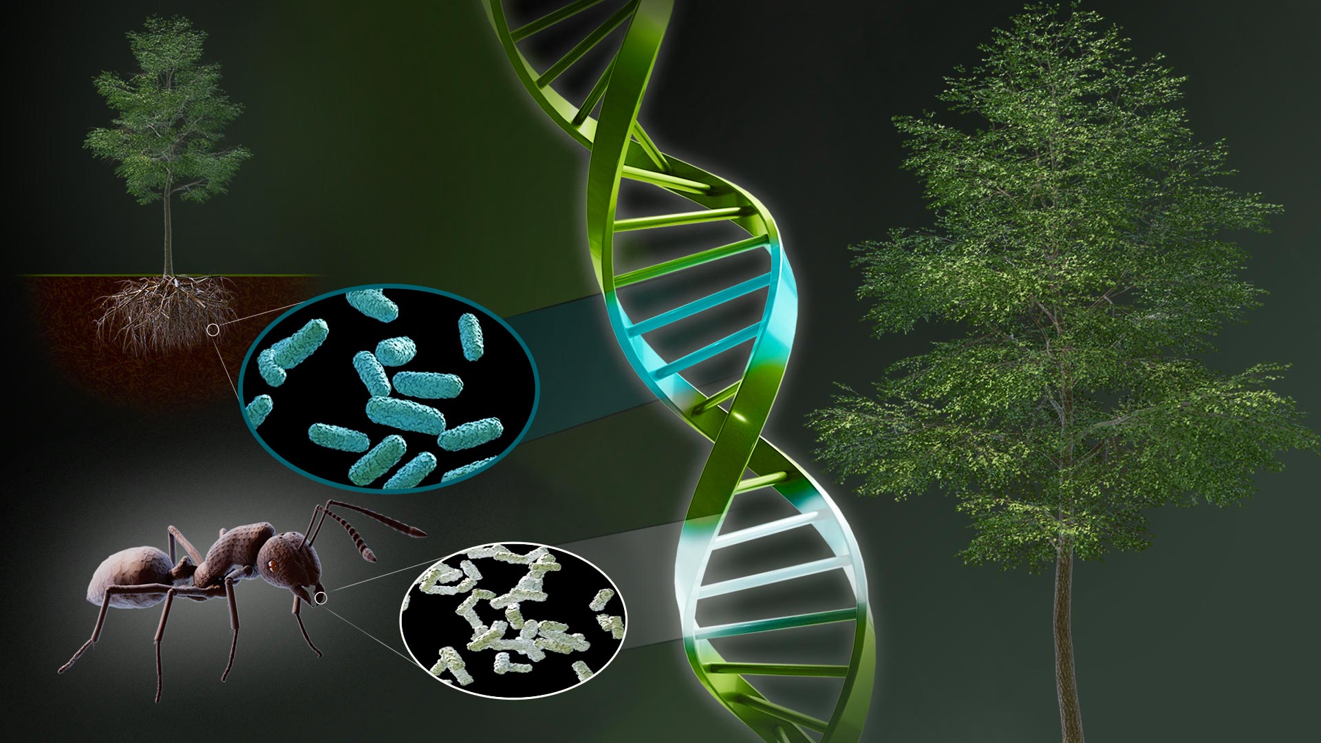 Chimera-Photosynthesis-Regulating-Gene-Origins.jpg