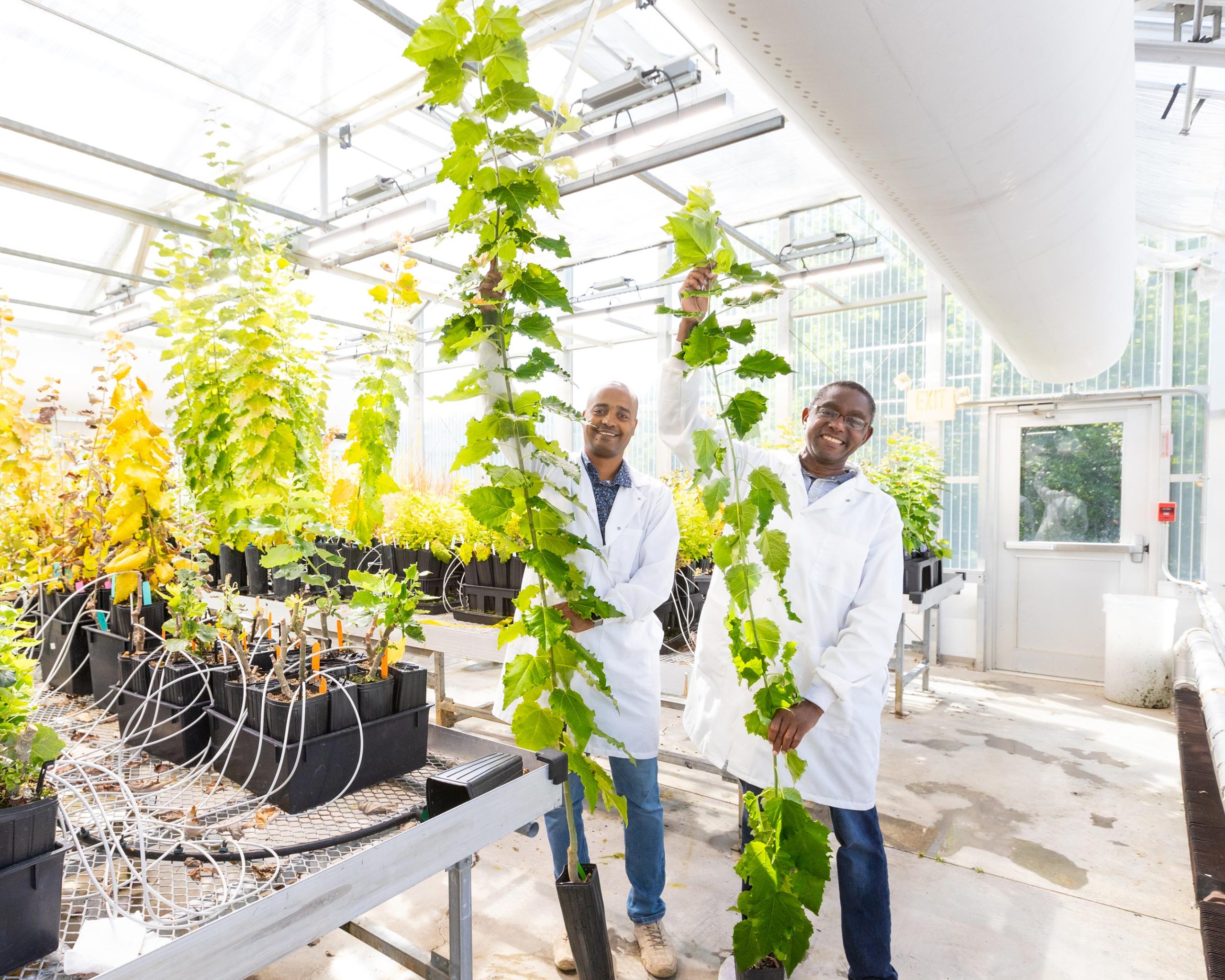 Greenhouse-Booster-Plants-scaled.jpg