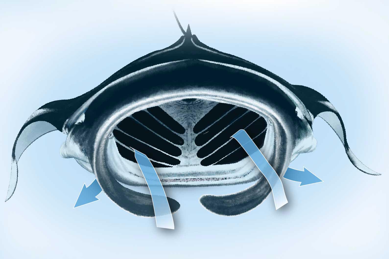 Mobula-Rays-Filter-Seawater.jpg