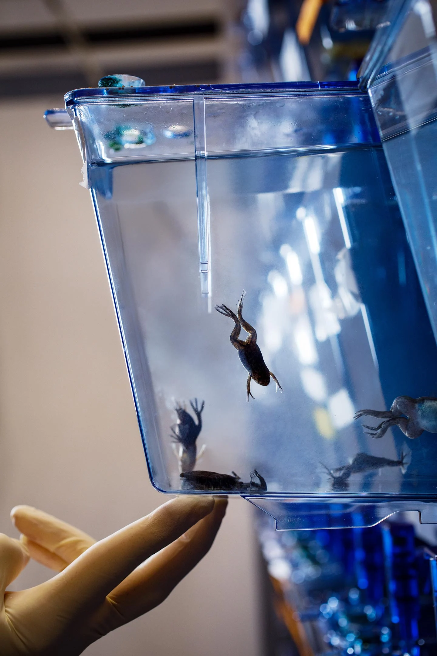 African-Clawed-Frogs-in-Tank.jpg