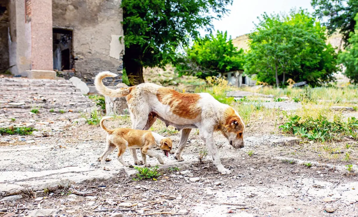chernobyl-dogs_radiation-exposure_dna-mutations_1m-1400x850.webp