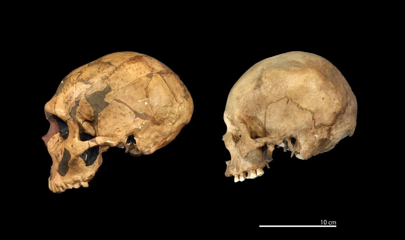 Replica-of-an-Approximately-50000-Year-Old-Neanderthal-Cranium.jpg