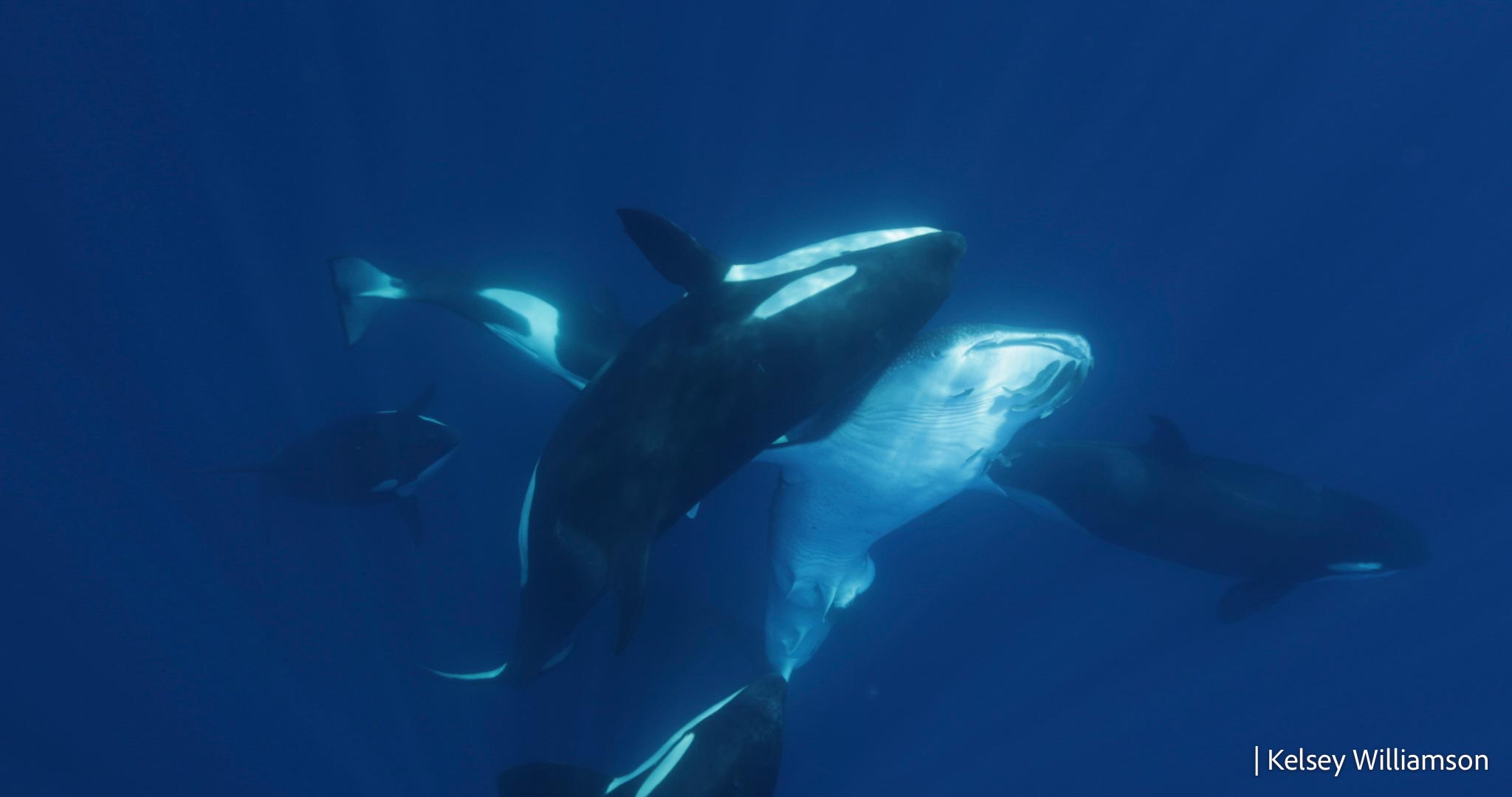 Killer-Whale-Hits-Whale-Shark.jpg