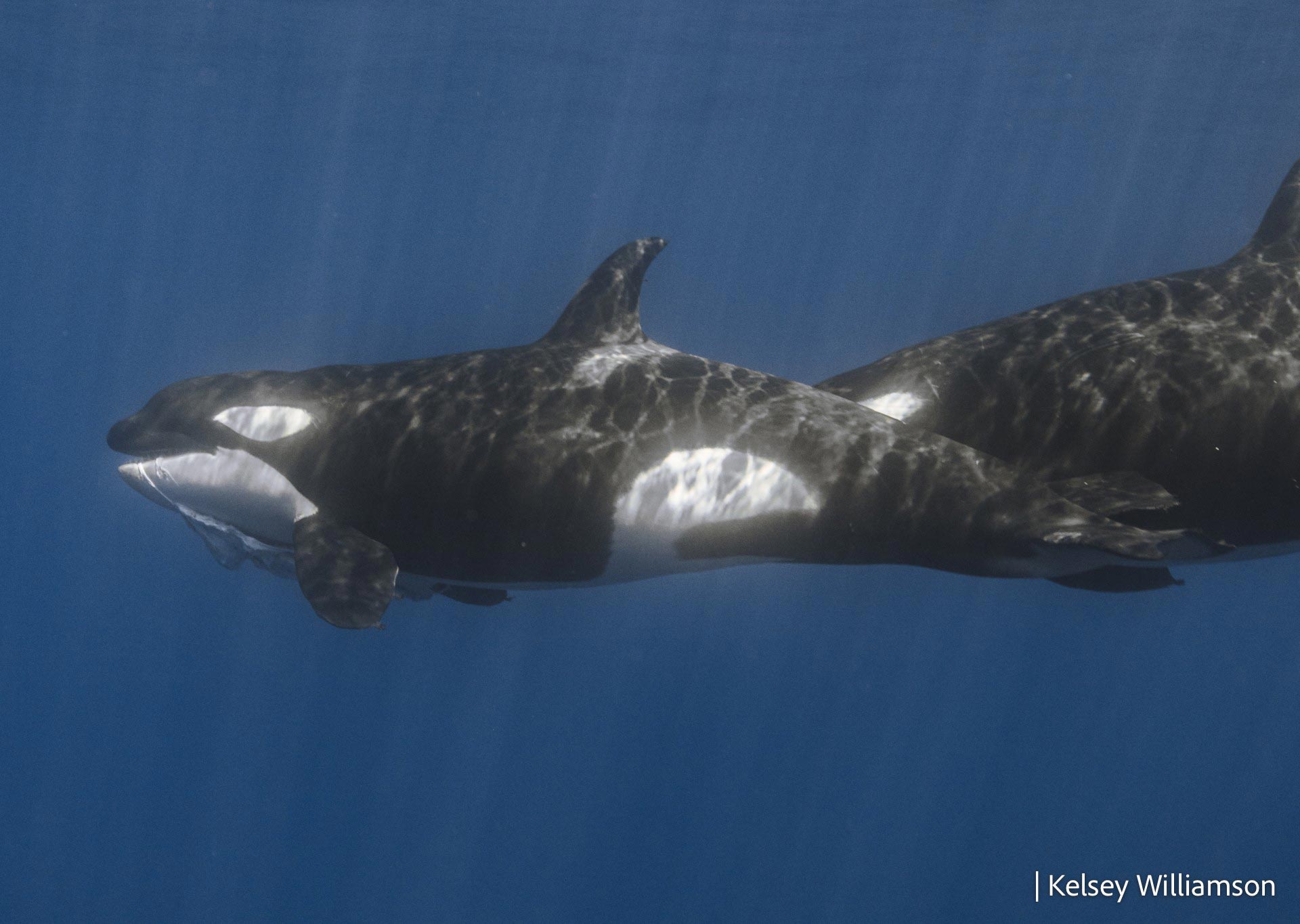 Killer-Whales-With-Carrion.jpg