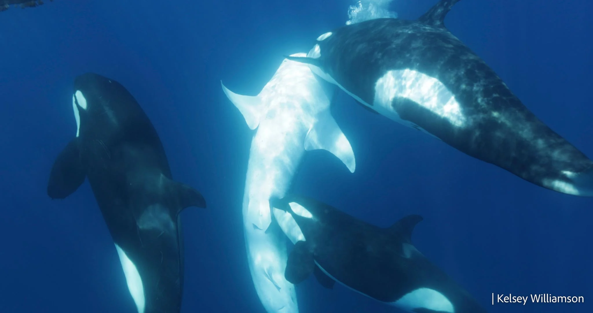 Orcas-Bringing-Whale-to-Surface.jpg