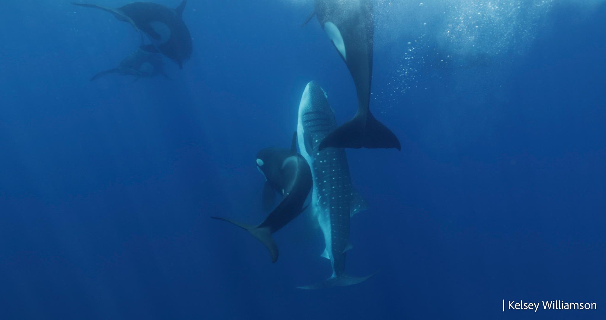 Killer-Whales-With-Whale-Shark.jpg