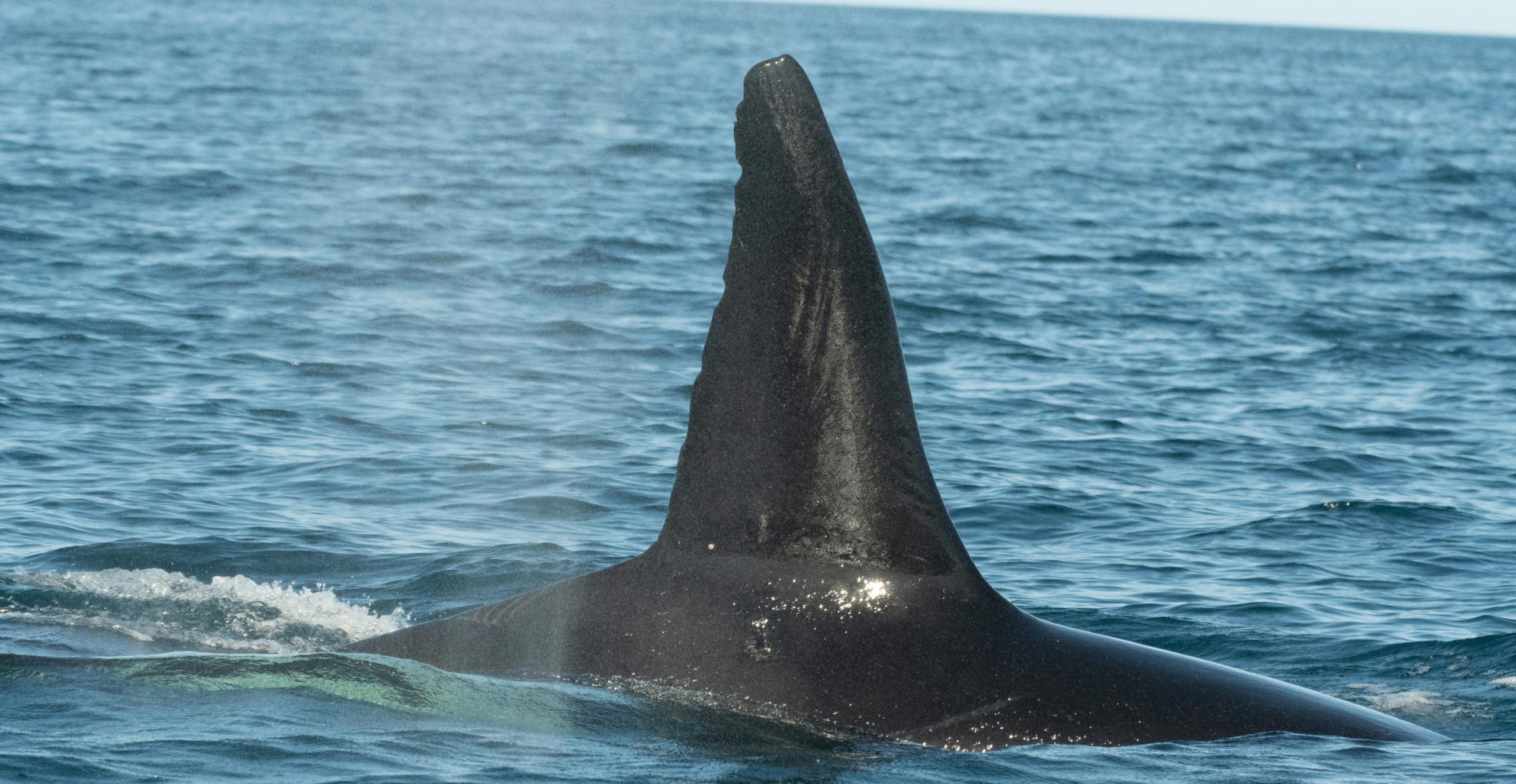 Moctezuma-the-Orca-scaled.jpg