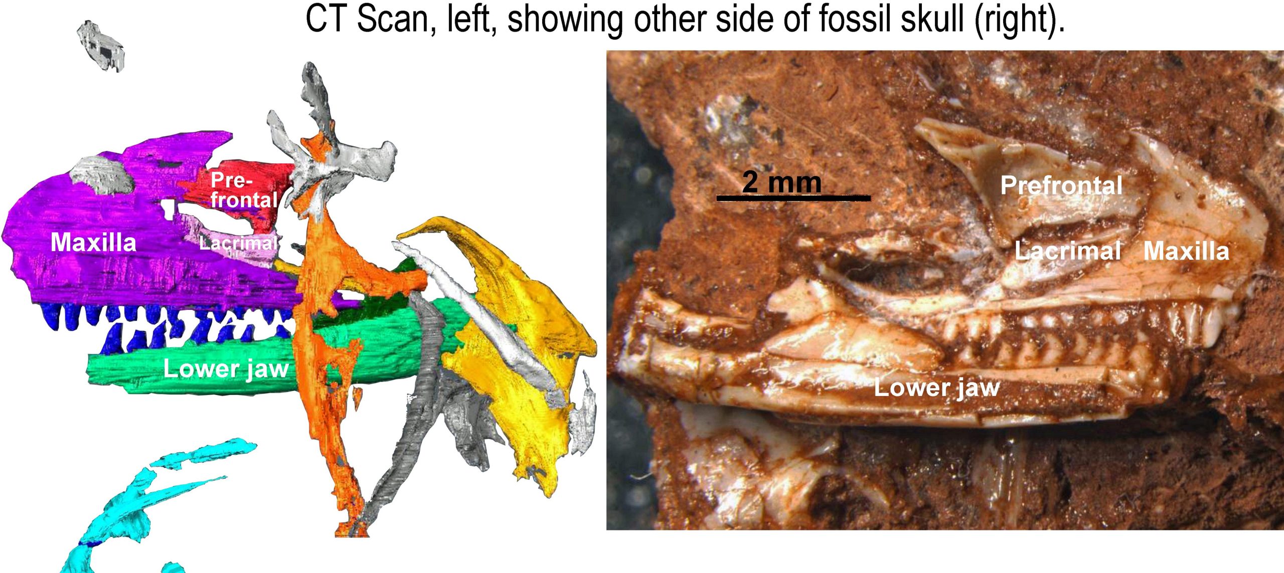 Photo-and-CT-Scan-of-Cryptovaranoides-microlanius-Skull-scaled.jpg
