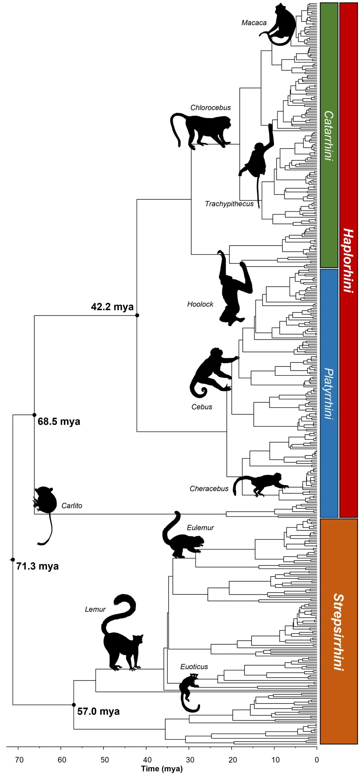Primate-Timetree-scaled.jpg
