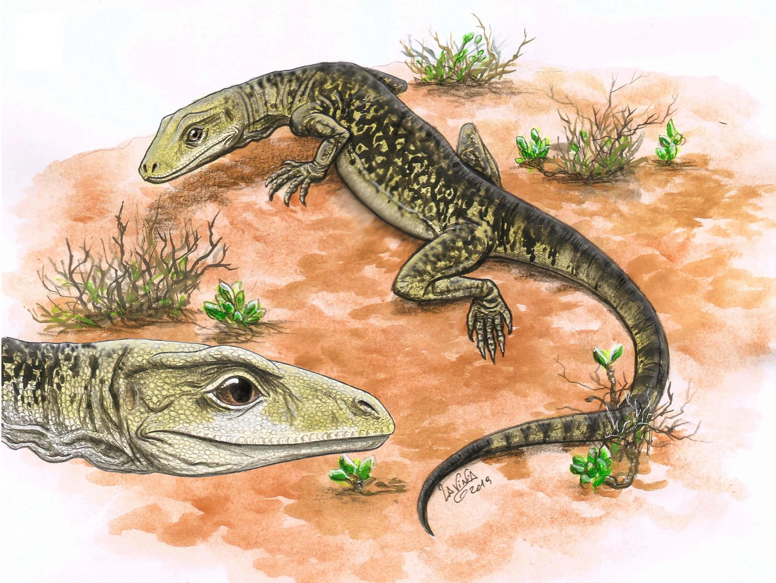 Illustration-of-Cryptovaranoides-microlanius-scaled.jpg