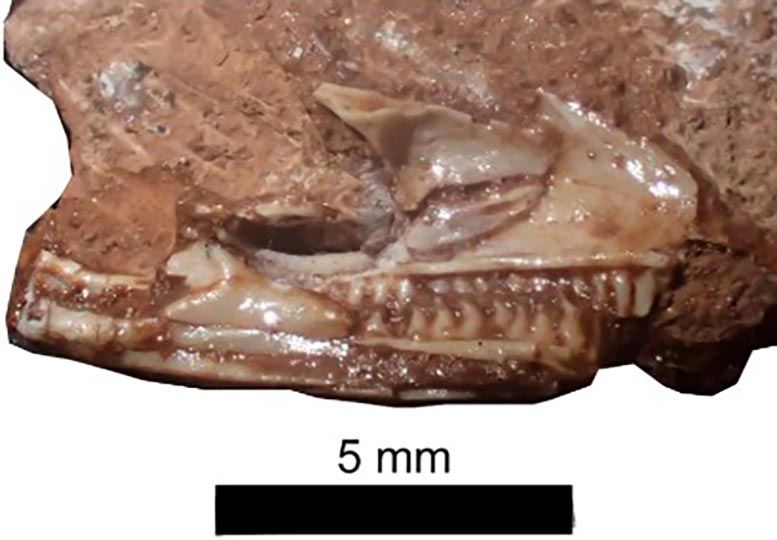 Cryptovaranoides-microlanius-Skull.jpg