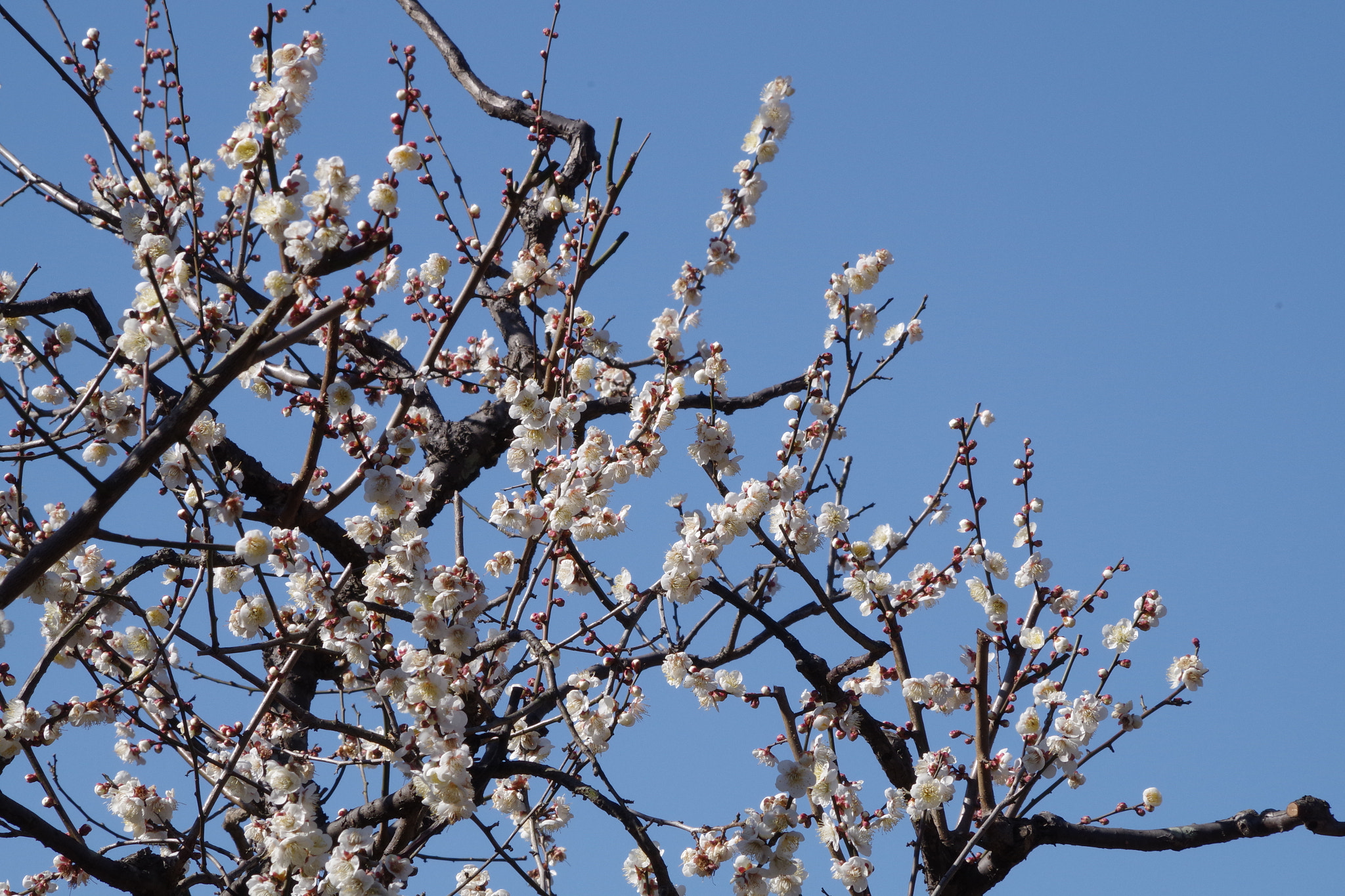 Prunus_Mume_冬至梅_(137558463).jpeg